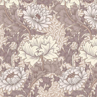 CHRYSANTHEMUM MAGNA Wallpaper - Astrantia