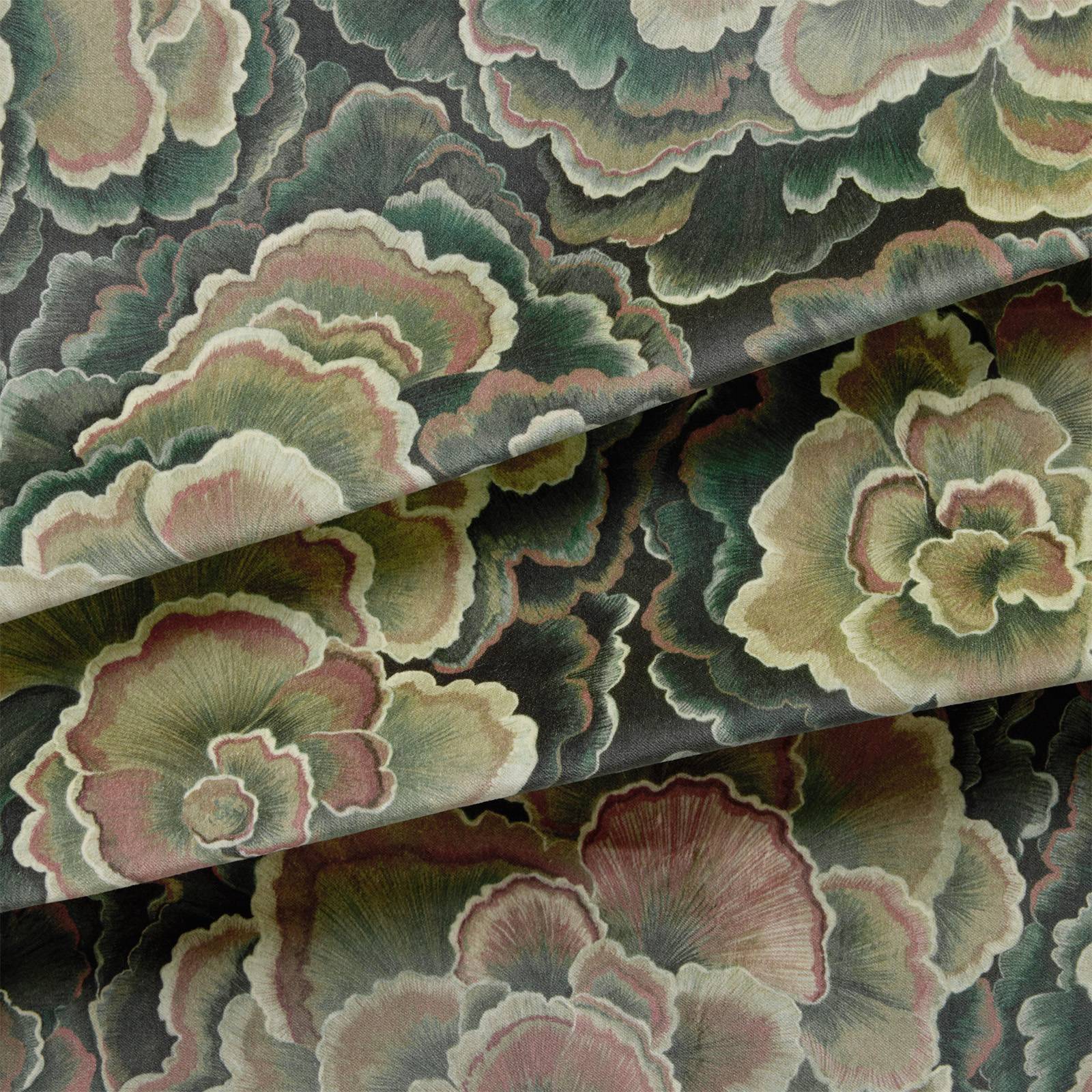 TRAMETES Velvet Blind - Hosta